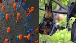 Nipah Virus: നിപ ബാധിച്ച പാലക്കാട് സ്വദേശിനിയുടെ നില അതീവ ഗുരുതരമെന്ന് റിപ്പോർട്ട്