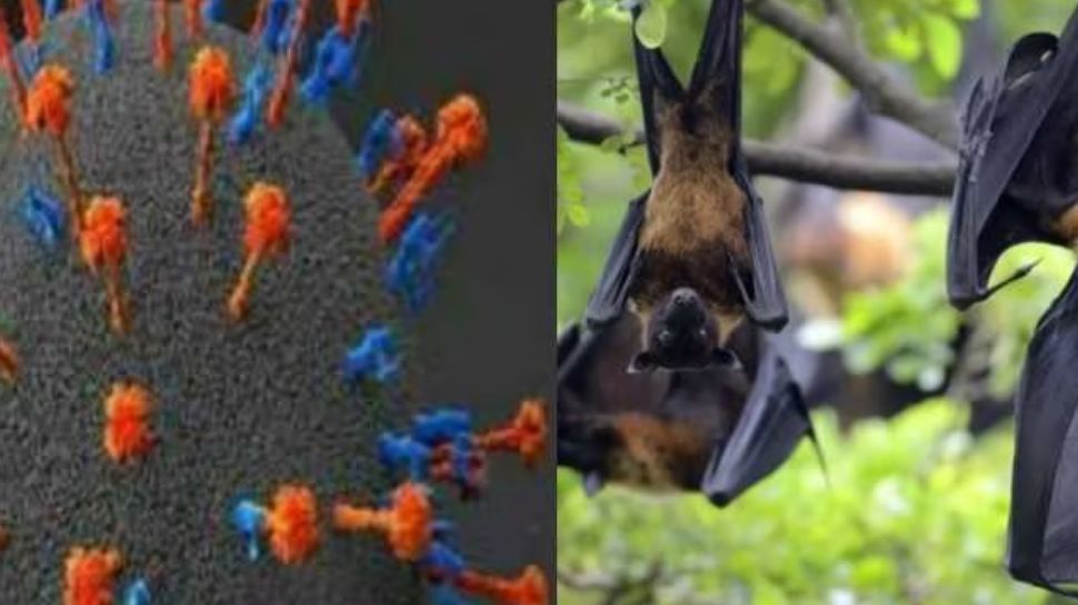 Nipah Virus: നിപ ബാധിച്ച പാലക്കാട് സ്വദേശിനിയുടെ നില അതീവ ഗുരുതരമെന്ന് റിപ്പോർട്ട് Nipah Virus: നിപ ബാധിച്ച പാലക്കാട് സ്വദേശിനിയുടെ നില അതീവ ഗുരുതരമെന്ന് റിപ്പോർട്ട്