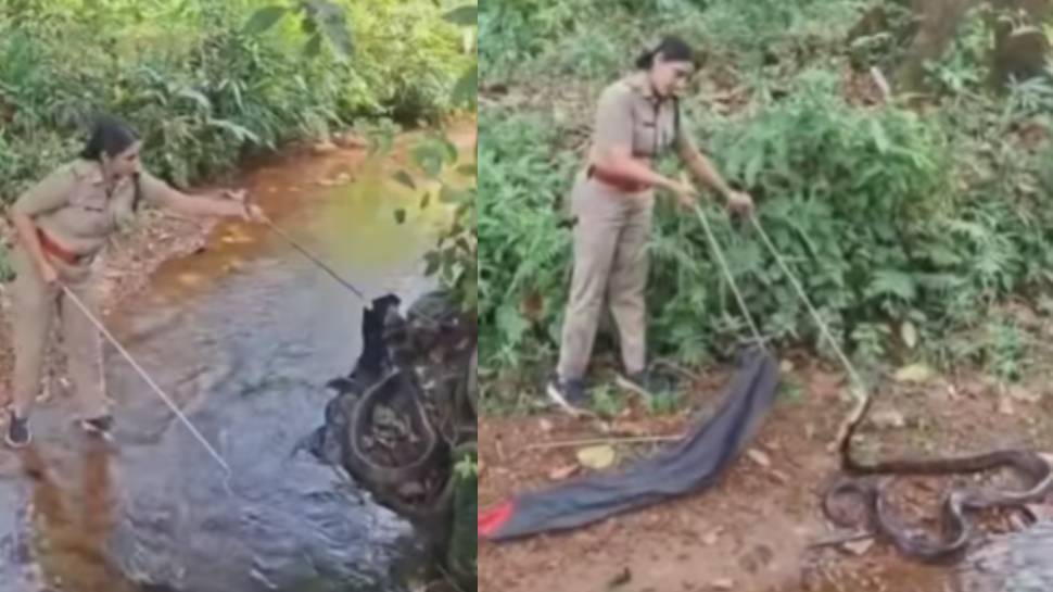 Viral Video: 18 അടി നീളമുള്ള രാജവെമ്പാല; തിരുവനന്തപുരത്ത് നിന്നും പിടികൂടിയത് റോഷ്നി; വൈറൽ വീഡിയോ Viral Video: 18 അടി നീളമുള്ള രാജവെമ്പാല; തിരുവനന്തപുരത്ത് നിന്നും പിടികൂടിയത് റോഷ്നി; വൈറൽ വീഡിയോ