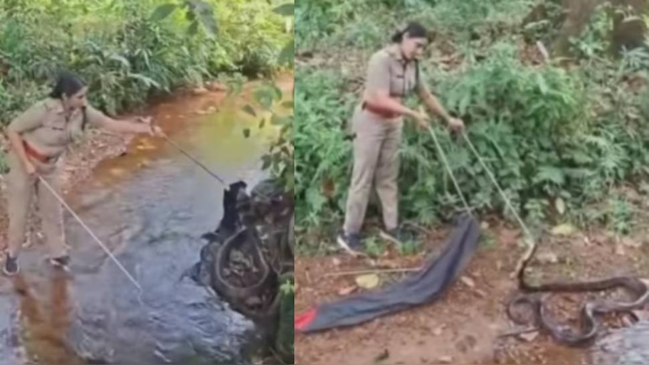 Viral Video: 18 അടി നീളമുള്ള രാജവെമ്പാല; തിരുവനന്തപുരത്ത് നിന്നും പിടികൂടിയത് റോഷ്‌നി; വൈറൽ വീഡിയോ