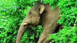 Elephant Attacks Tips: ഒരു ആന കുത്താന്‍ വന്നാല്‍ എന്ത് ചെയ്യണം...? തമാശയല്ല, രക്ഷപ്പെടാന്‍ ശരിക്കും വഴികളുണ്ട്