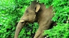Elephant Attacks Tips