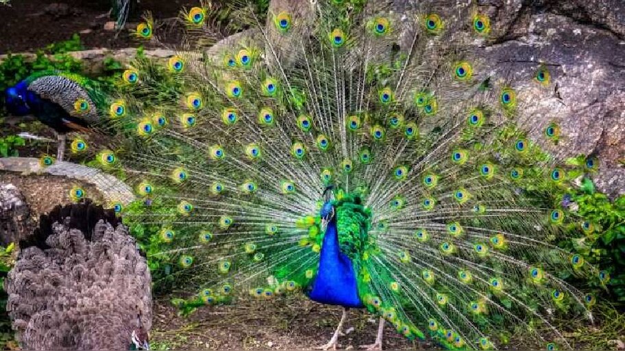 Peacock Found Dead: കൃഷിയിടത്തില്‍ 11 മയിലുകള്‍ ചത്ത നിലയില്‍; കേസെടുത്ത് വനംവകുപ്പ്