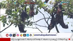 Nipah virus Kerala: നഗരസഭയിലെ വാർഡുകൾ കണ്ടെയ്ൻമെന്റ് സോണുകളായി പ്രഖ്യാപിച്ചു