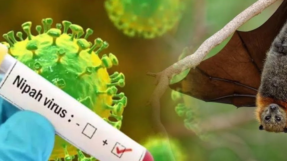 Nipah Cases Kerala: പാലക്കാട്ട് നിപ ബാധിച്ച് മരിച്ചയാളുടെ മകനും രോഗം സ്ഥിരീകരിച്ചു Nipah Cases Kerala: പാലക്കാട്ട് നിപ ബാധിച്ച് മരിച്ചയാളുടെ മകനും രോഗം സ്ഥിരീകരിച്ചു