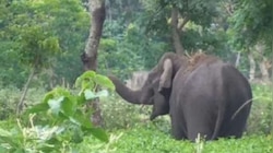 Wild Elephant Attack Death: പാലക്കാട് കാട്ടാന ആക്രമണത്തിൽ ഒരു മരണം; ആക്രമണം പശുവിനെ മേയ്ക്കാൻ പോയപ്പോൾ