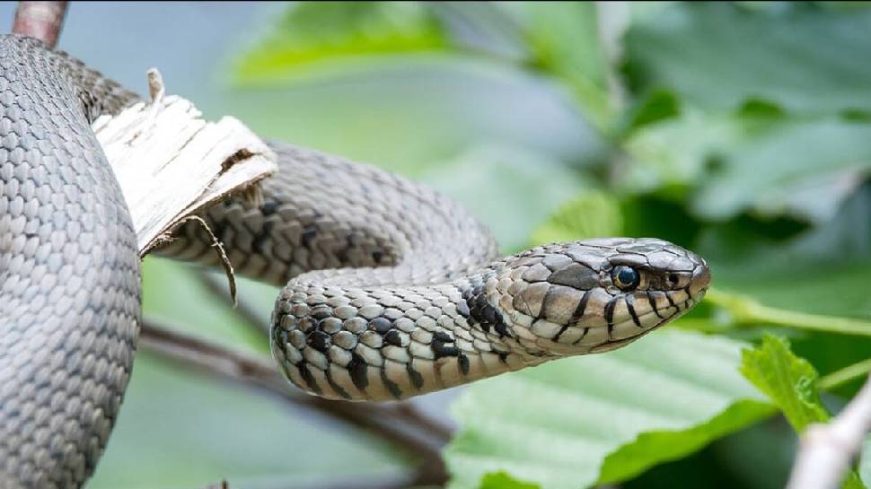 Alappuzha News: ചേർത്തലയിൽ ട്രെയിനിൽ കയറുന്നതിനിടെ യുവാവിന് പാമ്പ് കടിയേറ്റു Alappuzha News: ചേർത്തലയിൽ ട്രെയിനിൽ കയറുന്നതിനിടെ യുവാവിന് പാമ്പ് കടിയേറ്റു