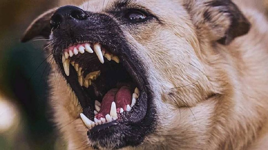 Stray Dog Attack: തെരുവുനായ ആക്രമണവും പേ വിഷബാധ മരണവും; സ്വമേധയാ കേസെടുത്ത് സുപ്രീംകോടതി
