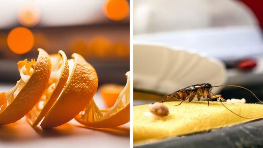 Orange Peel to Repel Cockroaches: പാറ്റയെ തുരത്തണോ? ഓറഞ്ച് തൊലി കൊണ്ടൊരു പ്രയോ​ഗമുണ്ട്, എളുപ്പ വഴി