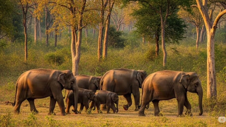Wild Elephant Attack: അട്ടപ്പാടിയിൽ ആർആർടി സംഘത്തിന് നേരെ കാട്ടാനയുടെ ആക്രമണം; വാഹനം തകർത്തു