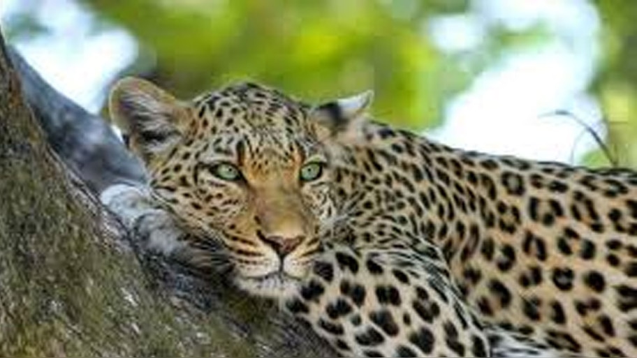 Wild Animal Attack In Valparai: വാല്‍പ്പാറയിൽ എട്ട് വയസ്സുകാരനെ പുലി കടിച്ചുകൊന്നു