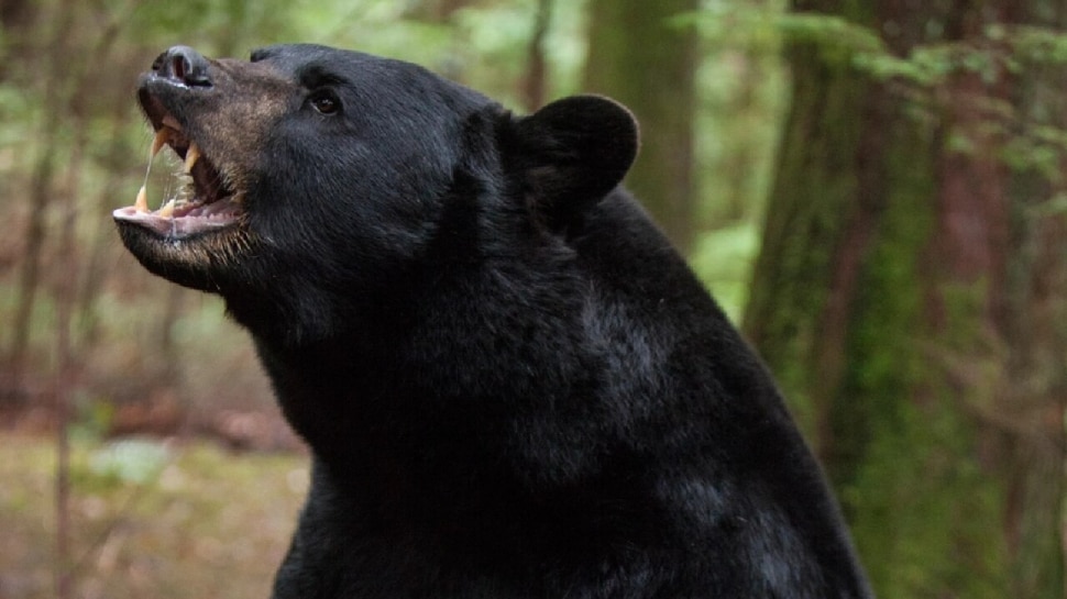 Bear Attack in Valparai: പുലിയല്ല, വാല്പ്പാറയില് കൊല്ലപ്പെട്ട 8 വയസുകാരനെ ആക്രമിച്ചത് കരടി; മുഖത്തിന്റെ ഒരു ഭാഗം അടക്കം കടിച്ചെടുത്തു Bear Attack in Valparai: പുലിയല്ല, വാല്പ്പാറയില് കൊല്ലപ്പെട്ട 8 വയസുകാരനെ ആക്രമിച്ചത് കരടി; മുഖത്തിന്റെ ഒരു ഭാഗം അടക്കം കടിച്ചെടുത്തു