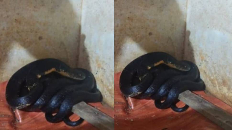 King Cobra found: കണ്ണൂരിൽ വീണ്ടും രാജവെമ്പാല; ഇത്തവണ കണ്ടെത്തിയത് അടുക്കളയിൽ