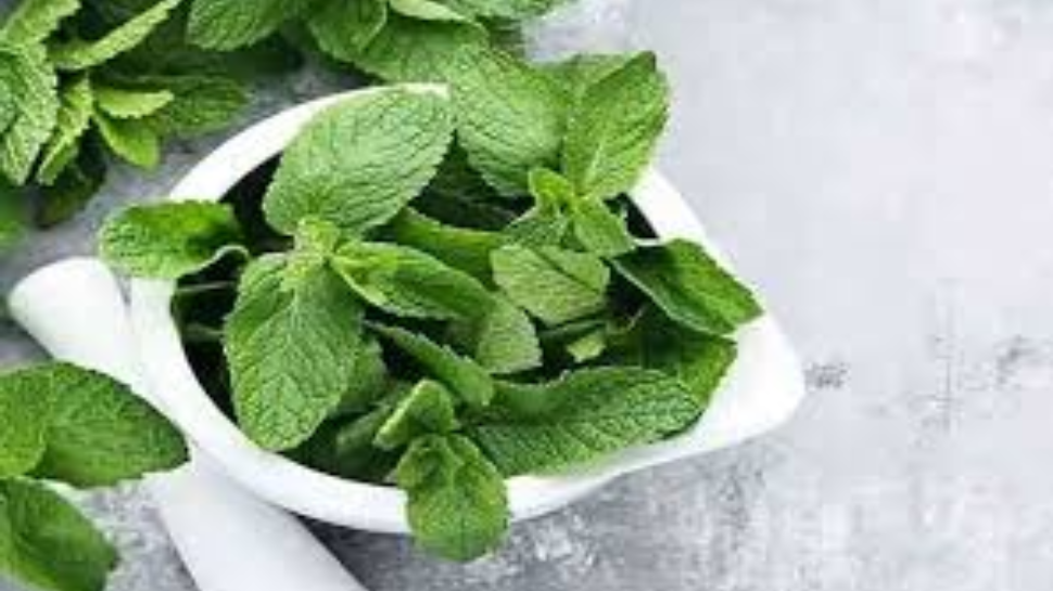 Mint Leaves: മാസങ്ങളോളം കേടുവരാതിരിക്കാൻ പുതിന ഇങ്ങനെ സൂക്ഷിക്കാം... Mint Leaves: മാസങ്ങളോളം കേടുവരാതിരിക്കാൻ പുതിന ഇങ്ങനെ സൂക്ഷിക്കാം...