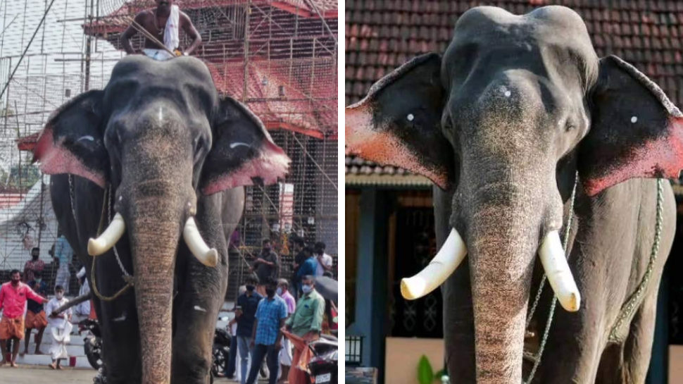 Elephant Erattupetta Ayyappan Dies: ആനപ്രേമികളുടെ പ്രിയങ്കരൻ; കൊമ്പൻ ഈരാറ്റുപേട്ട അയ്യപ്പൻ ചരിഞ്ഞു Elephant Erattupetta Ayyappan Dies: ആനപ്രേമികളുടെ പ്രിയങ്കരൻ; കൊമ്പൻ ഈരാറ്റുപേട്ട അയ്യപ്പൻ ചരിഞ്ഞു