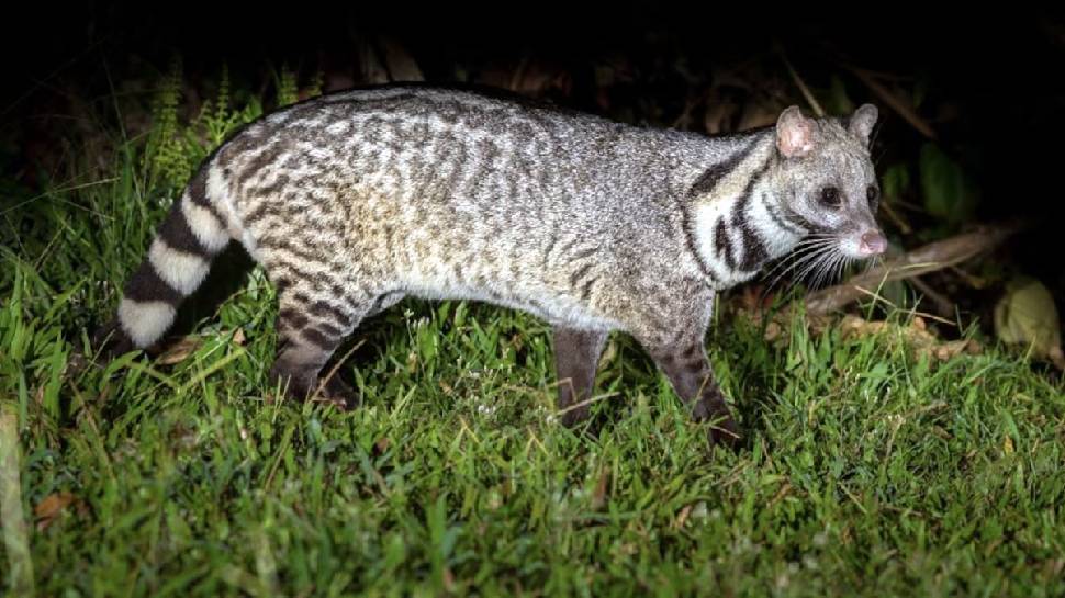 Civet Cat in High Court: മരപ്പട്ടി കയറി മൂത്രമൊഴിച്ചു, ഹൈക്കോടതി ഹാളില്‍ ദുർഗന്ധം; നടപടികൾ താത്കാലികമായി നിർത്തിവച്ചു