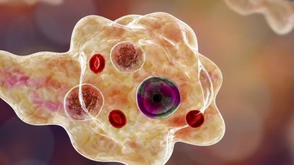 Amoebic Meningoencephalitis: സംസ്ഥാനത്ത് വീണ്ടും അമീബിക് മസ്തിഷ്കജ്വരം; രോഗം സ്ഥിരീകരിച്ചത് മലപ്പുറത്തെ 11 വയസുകാരിക്ക് Amoebic Meningoencephalitis: സംസ്ഥാനത്ത് വീണ്ടും അമീബിക് മസ്തിഷ്കജ്വരം; രോഗം സ്ഥിരീകരിച്ചത് മലപ്പുറത്തെ 11 വയസുകാരിക്ക്