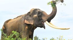Elephant Attack: മദപ്പാടിലായിരുന്ന ആന പാപ്പാന്മാരെ കുത്തി; ഇരുവർക്കും ​ഗുരുതര പരിക്ക്