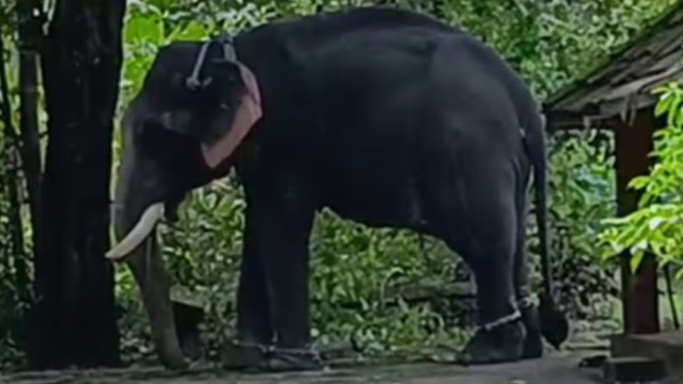 Elephant Attack: ഹരിപ്പാട് ആനയുടെ കുത്തേറ്റ് പാപ്പാന് ദാരുണാന്ത്യം; രണ്ടാം പാപ്പാന്റെ നില ​ഗുരുതരം