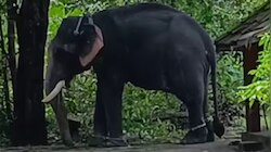 Elephant Attack: ഹരിപ്പാട് ആനയുടെ കുത്തേറ്റ് പാപ്പാന് ദാരുണാന്ത്യം; രണ്ടാം പാപ്പാന്റെ നില ​ഗുരുതരം