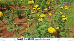 Kothamangalam Flower Farming: ഓണ പൂക്കളിൽ കരുണയുടെ സുഗന്ധം ചേർത്ത മാതൃകാ പദ്ധതി