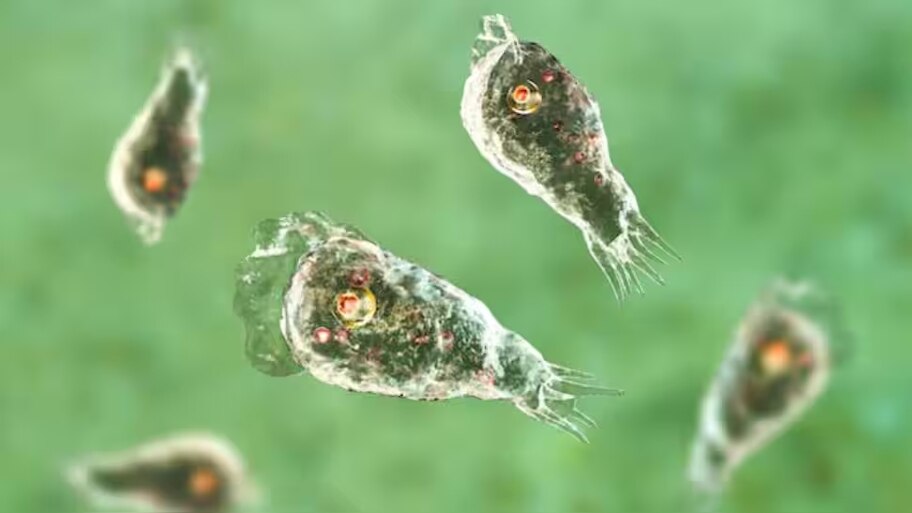 Amoebic Meningoencephalitis: അമീബിക് മസ്തിഷ്‌കജ്വരം: ജലപീരങ്കിയില്‍ ഉപയോഗിക്കുന്ന വെളളത്തിന്‍റെ ശുദ്ധി ഉറപ്പാക്കണം; മനുഷ്യാവകാശ കമ്മീഷന് പരാതി