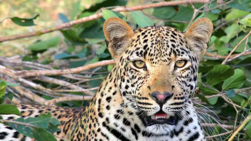 Leopard Attack: കൃഷിയിടത്തിലേക്ക് പോയ എട്ടുവയസുകാരിയെ അമ്മയുടെ മുന്നിൽവച്ച് പുലി കടിച്ചുകൊന്നു Leopard Attack: കൃഷിയിടത്തിലേക്ക് പോയ എട്ടുവയസുകാരിയെ അമ്മയുടെ മുന്നിൽവച്ച് പുലി കടിച്ചുകൊന്നു