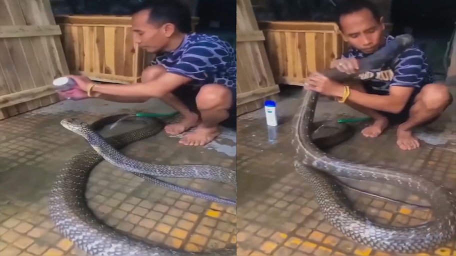 Viral Video: കിംഗ് കോബ്രയെ ഷാംപൂ തേച്ച് കുളിപ്പിക്കുന്ന യുവാവ്; വീഡിയോ കണ്ടാൽ ഞെട്ടും! 