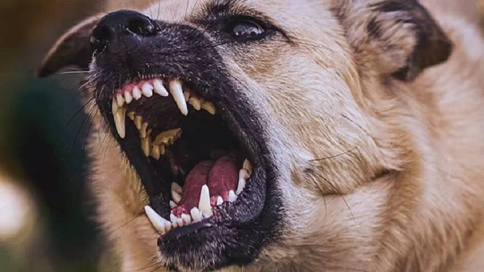 Stray Dog Attack: ജസ്റ്റ് മിസ്സ്..! തെരുവ് നായകളില് നിന്ന് തലനാരിഴയ്ക്ക് രക്ഷപ്പെട്ട് വിദ്യാർഥിനി Stray Dog Attack: ജസ്റ്റ് മിസ്സ്..! തെരുവ് നായകളില് നിന്ന് തലനാരിഴയ്ക്ക് രക്ഷപ്പെട്ട് വിദ്യാർഥിനി