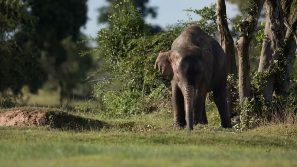 Wild elephant attack: കാട്ടാന ആക്രമണത്തിൽ 42കാരന് ദാരുണാന്ത്യം; കാട്ടാന കർഷകനെ ആക്രമിച്ചത് തെങ്ങിൻതോപ്പിൽ ജോലിക്കിടെ Wild elephant attack: കാട്ടാന ആക്രമണത്തിൽ 42കാരന് ദാരുണാന്ത്യം; കാട്ടാന കർഷകനെ ആക്രമിച്ചത് തെങ്ങിൻതോപ്പിൽ ജോലിക്കിടെ