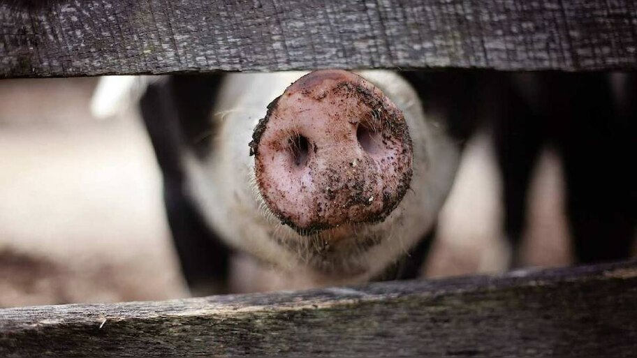 African swine fever: തൃശ്ശൂരിൽ ആഫ്രിക്കൻ പന്നിപ്പനി സ്ഥിരീകരിച്ചു