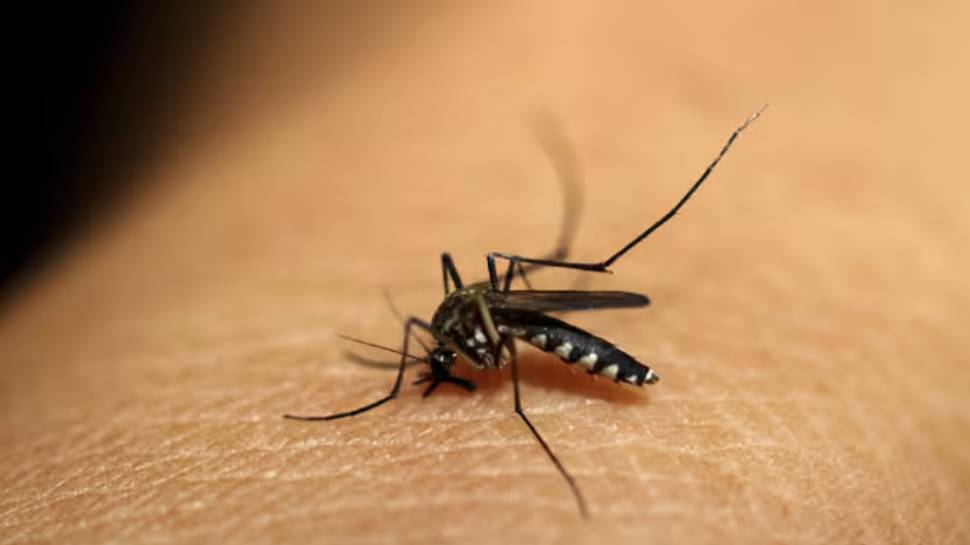 Malaria: മലപ്പുറത്ത് ഒരു കുടുംബത്തിലെ 3 പേർക്ക് മലമ്പനി സ്ഥിരീകരിച്ചു Malaria: മലപ്പുറത്ത് ഒരു കുടുംബത്തിലെ 3 പേർക്ക് മലമ്പനി സ്ഥിരീകരിച്ചു