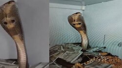 Viral Video: പണവും സ്വർണ്ണവും നിറഞ്ഞ ലോക്കർ അതിന് കാവലോ മൂർഖനും! 