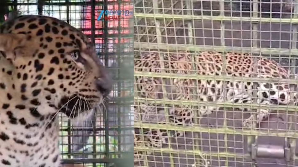 Leopard Video: വയനാട് ഭീതി പരത്തിയ പുലി കൂട്ടിൽ കുടുങ്ങി; വന്യമൃഗ പരിപാലന കേന്ദ്രത്തിലേക്ക് മാറ്റി Leopard Video: വയനാട് ഭീതി പരത്തിയ പുലി കൂട്ടിൽ കുടുങ്ങി; വന്യമൃഗ പരിപാലന കേന്ദ്രത്തിലേക്ക് മാറ്റി