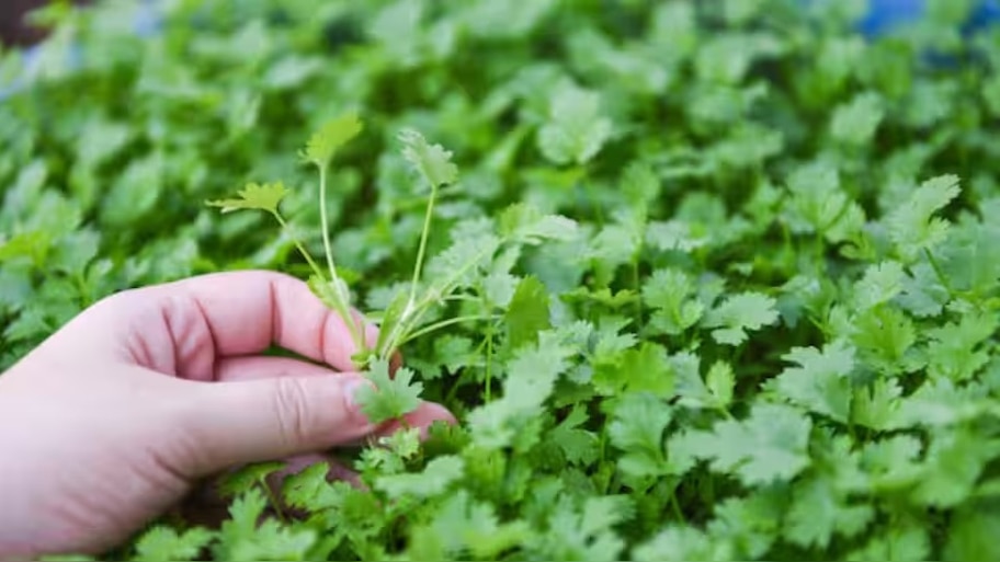 Coriander Leaves: മല്ലിയില കേടാകാതെ സൂക്ഷിക്കാം... ഈ ടിപ്സ് നിങ്ങളെ സഹായിക്കും