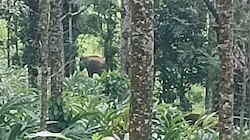 Wild Elephant Attack: ഇടുക്കിയിൽ വീണ്ടും കാട്ടാനയുടെ ആക്രമണം; ഒരാൾ മരിച്ചു