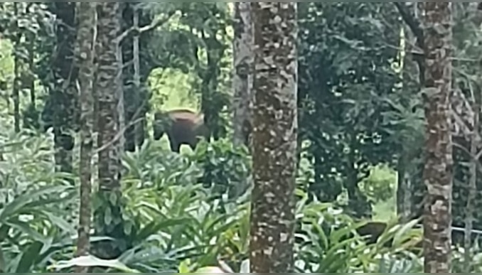 Wild Elephant Attack: ഇടുക്കിയിൽ വീണ്ടും കാട്ടാനയുടെ ആക്രമണം; ഒരാൾ മരിച്ചു