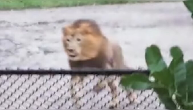 Vandalur Zoo Lion: ഞാൻ ഇങ്ങ് വന്നിട്ടുണ്ടേ..! തമിഴ്നാട്ടിലെ മൃ​ഗശാലയിൽ നിന്നും കാണാതായ സിംഹം തിരിച്ചെത്തി