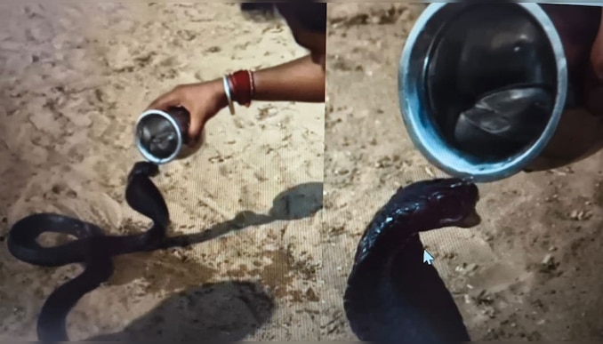 Viral Video: ദാഹിച്ചു വലഞ്ഞ കരിമൂർഖന് വെള്ളം നൽകുന്ന യുവാവ്, ഞെട്ടിക്കുന്ന വീഡിയോ വൈറൽ!