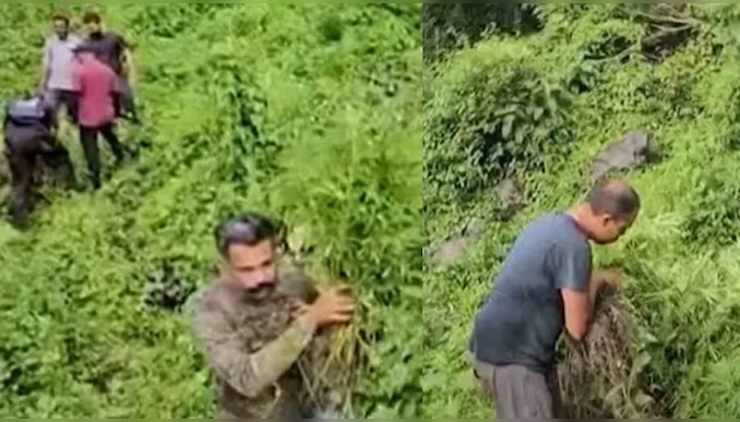 Marijuana Seized: 60 സെന്റ് സ്ഥലത്ത് 10,000 കഞ്ചാവ് ചെടികൾ; പാലക്കാട് അട്ടപ്പാടിയിൽ വൻ കഞ്ചാവ് വേട്ട, ചെടികൾ നശിപ്പിച്ചു