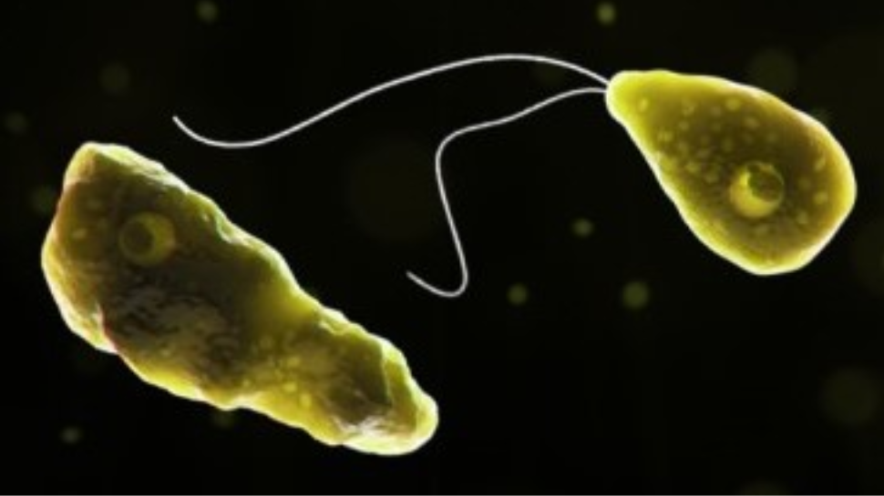 Amoebic meningoencephalitis: തിരുവനന്തപുരത്ത് വയോധികക്ക് അമീബിക് മസ്തിഷ്കജ്വരം സ്ഥിരീകരിച്ചു Amoebic meningoencephalitis: തിരുവനന്തപുരത്ത് വയോധികക്ക് അമീബിക് മസ്തിഷ്കജ്വരം സ്ഥിരീകരിച്ചു