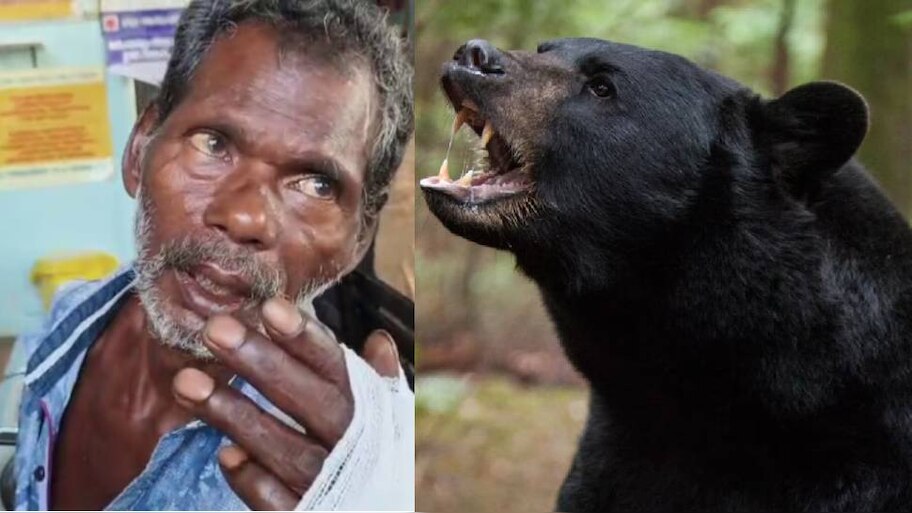 Bear Attack: മലപ്പുറത്ത് ആദിവാസി വയോധികന് നേരെ കരടി ആക്രമണം; രണ്ട് കൈകളിലും പരിക്ക്