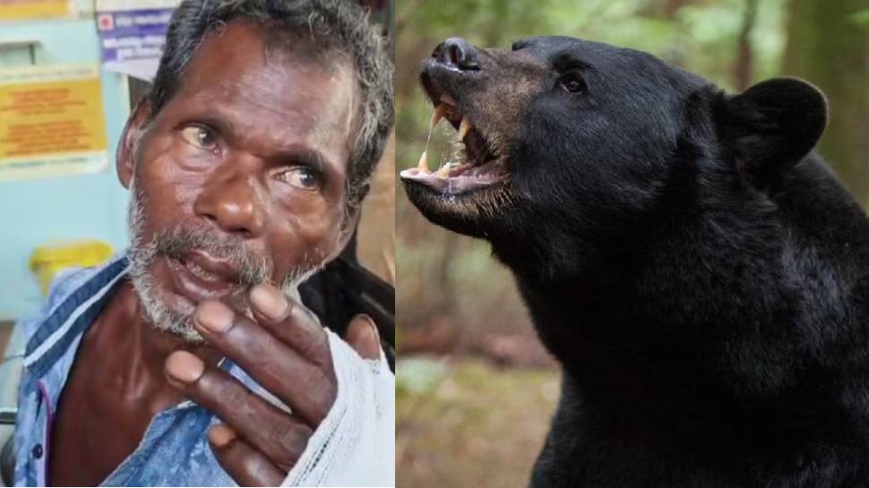 Bear Attack: മലപ്പുറത്ത് ആദിവാസി വയോധികന് നേരെ കരടി ആക്രമണം; രണ്ട് കൈകളിലും പരിക്ക് Bear Attack: മലപ്പുറത്ത് ആദിവാസി വയോധികന് നേരെ കരടി ആക്രമണം; രണ്ട് കൈകളിലും പരിക്ക്