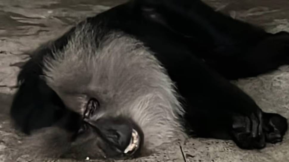 Monkey Death: തിരുവനന്തപുരം മൃഗശാലയിൽ കുരങ്ങുകൾ തമ്മിൽ കടിപിടി; ഒരു സിംഹവാലൻ കുരങ്ങ് ചത്തു Monkey Death: തിരുവനന്തപുരം മൃഗശാലയിൽ കുരങ്ങുകൾ തമ്മിൽ കടിപിടി; ഒരു സിംഹവാലൻ കുരങ്ങ് ചത്തു