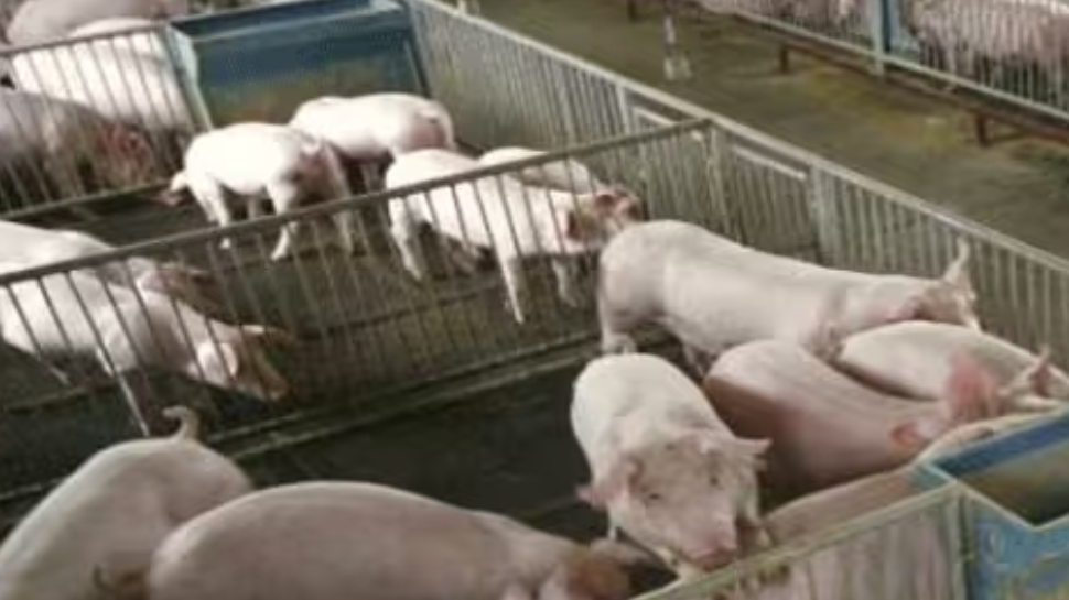 African Swine Fever: ആഫ്രിക്കൻ പന്നിപ്പനി; മലപ്പുറത്തെ ആറ് പഞ്ചായത്തുകളിൽ പന്നിമാംസ വിൽപ്പന നിരോധിച്ചു, പ്രദേശത്ത് കർശന നിയന്ത്രണം African Swine Fever: ആഫ്രിക്കൻ പന്നിപ്പനി; മലപ്പുറത്തെ ആറ് പഞ്ചായത്തുകളിൽ പന്നിമാംസ വിൽപ്പന നിരോധിച്ചു, പ്രദേശത്ത് കർശന നിയന്ത്രണം