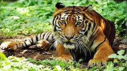 Tiger Death: വയനാട് പരിചരണ കേന്ദ്രത്തില്‍ പാര്‍പ്പിച്ച കടുവ ചത്തു; കാരണം പ്രായാധിക്യം