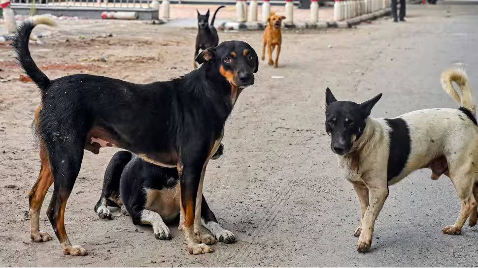 Stray Dog Attack: തെരുവുനായ ആക്രമണം; മദ്രസയിൽ നിന്നും മടങ്ങിയ അഞ്ചു വയസ്സുകാരിക്ക് പരിക്ക് Stray Dog Attack: തെരുവുനായ ആക്രമണം; മദ്രസയിൽ നിന്നും മടങ്ങിയ അഞ്ചു വയസ്സുകാരിക്ക് പരിക്ക്