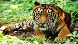 Tiger Found: വയനാട് ജനവാസ മേഖലയിൽ ഇറങ്ങിയ കടുവയെ കണ്ടെത്തി; പ്രദേശത്ത് ​ഗതാ​ഗതം നിരോധിച്ചു