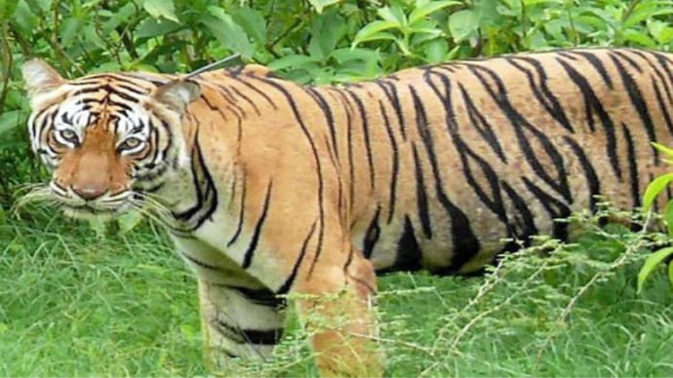Wayanad Tiger Caught: വയനാട്ടിൽ വയോധികനെ കൊന്ന കടുവ കൂട്ടിലായി; സംരക്ഷണ കേന്ദ്രത്തിലേക്ക് മാറ്റി Wayanad Tiger Caught: വയനാട്ടിൽ വയോധികനെ കൊന്ന കടുവ കൂട്ടിലായി; സംരക്ഷണ കേന്ദ്രത്തിലേക്ക് മാറ്റി