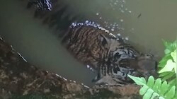 Tiger Rescued: മയക്കുവെടി വച്ചു, വലയിലാക്കി; ചിറ്റാറിൽ കിണറ്റിൽ വീണ കടുവയെ പുറത്തെടുത്തു